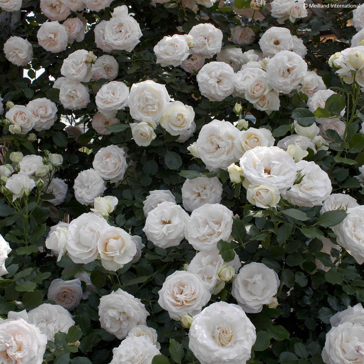 Rosier grimpant Palais Royal  Racines nues en motte