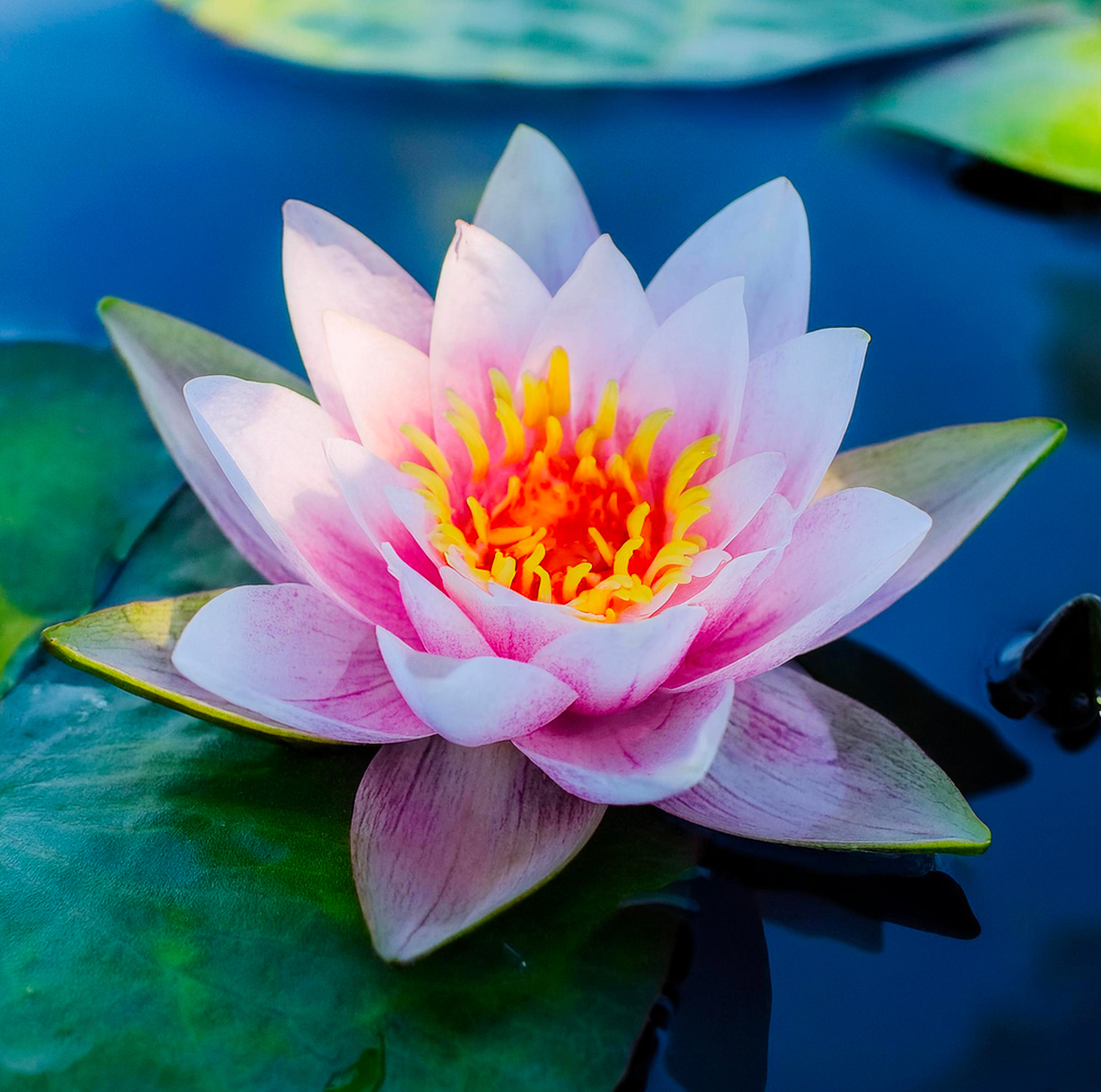 6 Graines de Lotus Sacré (Nelumbo nucifera) - SemiSauvage Permaculture - Image 2
