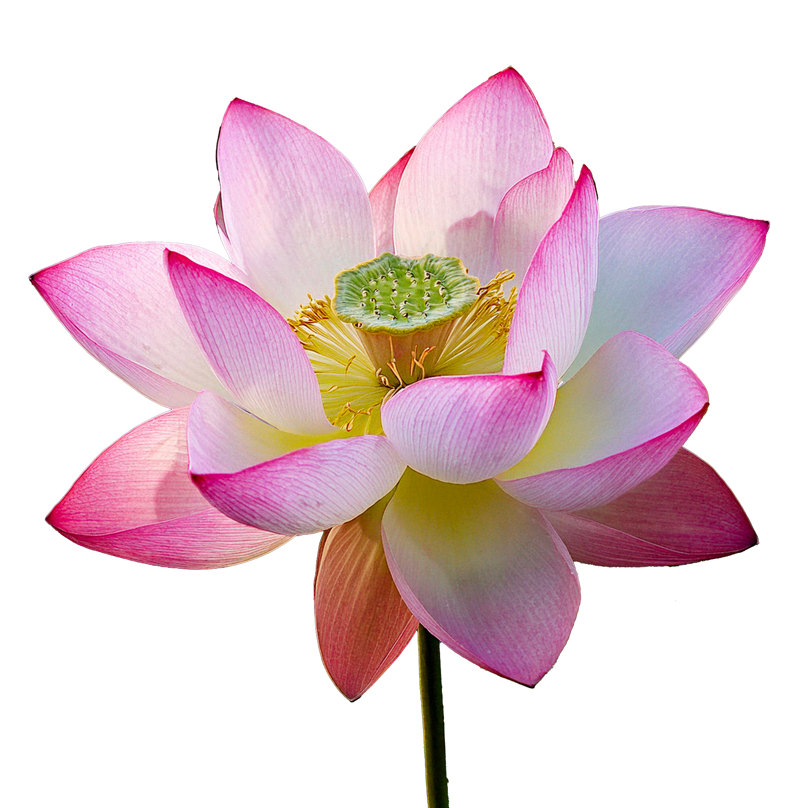 6 Graines de Lotus Sacré (Nelumbo nucifera) - SemiSauvage Permaculture - Image 1