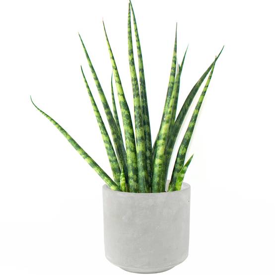 Gardenersdream - Sansevieria Cylindrica Spaghetti De 30 À 40 Cm En Pot Pour Maison Ou Bureau À Vendre - GardenersDream - Image 1