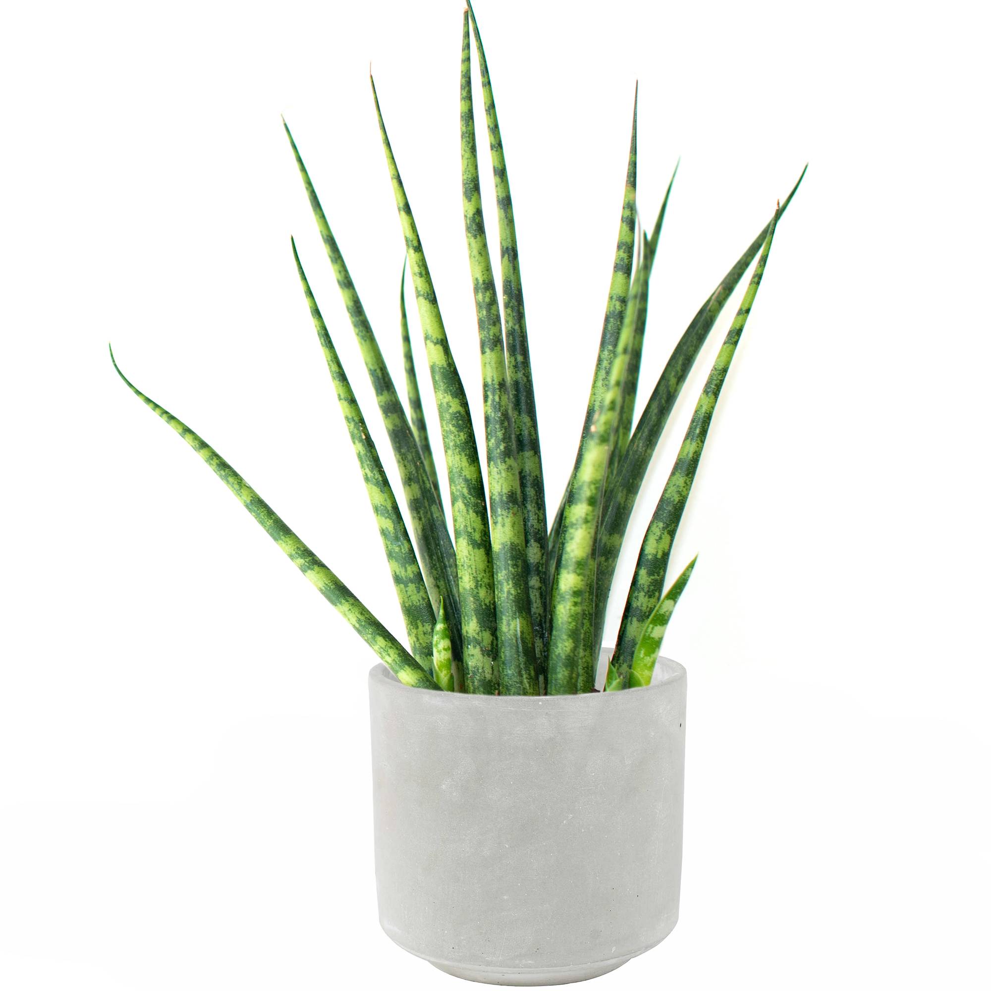 Gardenersdream - Sansevieria Cylindrica Spaghetti De 30 À 40 Cm En Pot Pour Maison Ou Bureau À Vendre - GardenersDream - Image 1