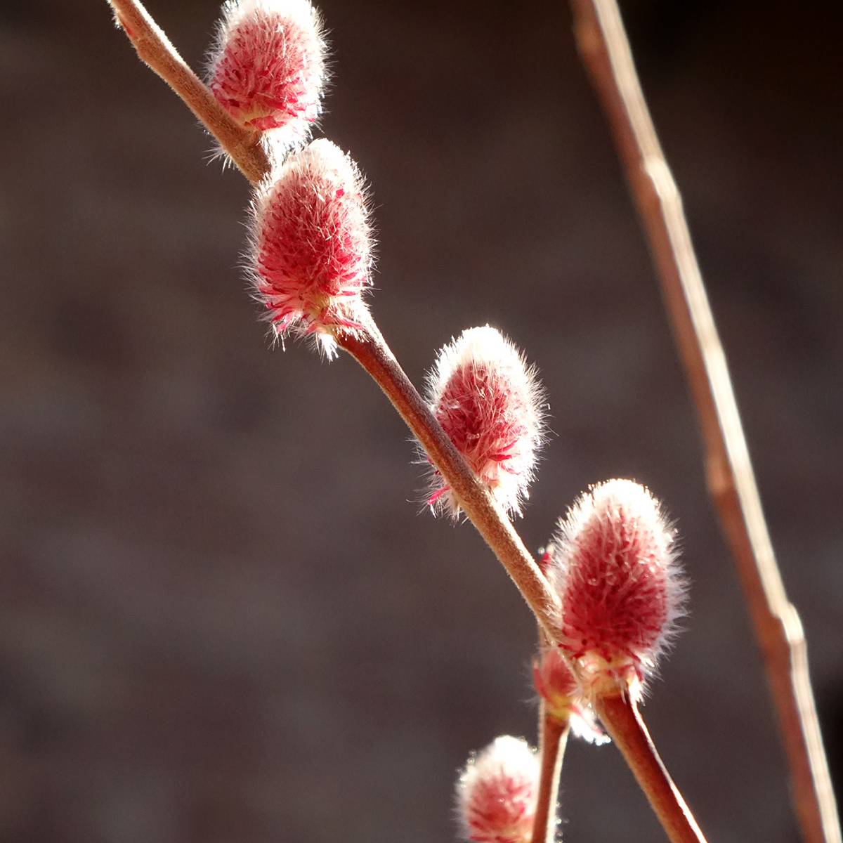 Promesse de Fleurs - Salix chaenomeloides Mount Aso - Saule japonais Godet de 8/9 cm - Image 1