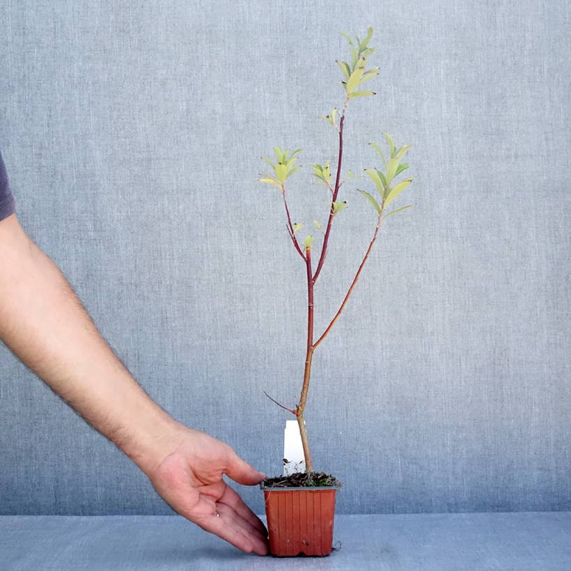 Promesse de Fleurs - Salix chaenomeloides Mount Aso - Saule japonais Godet de 8/9 cm - Image 2