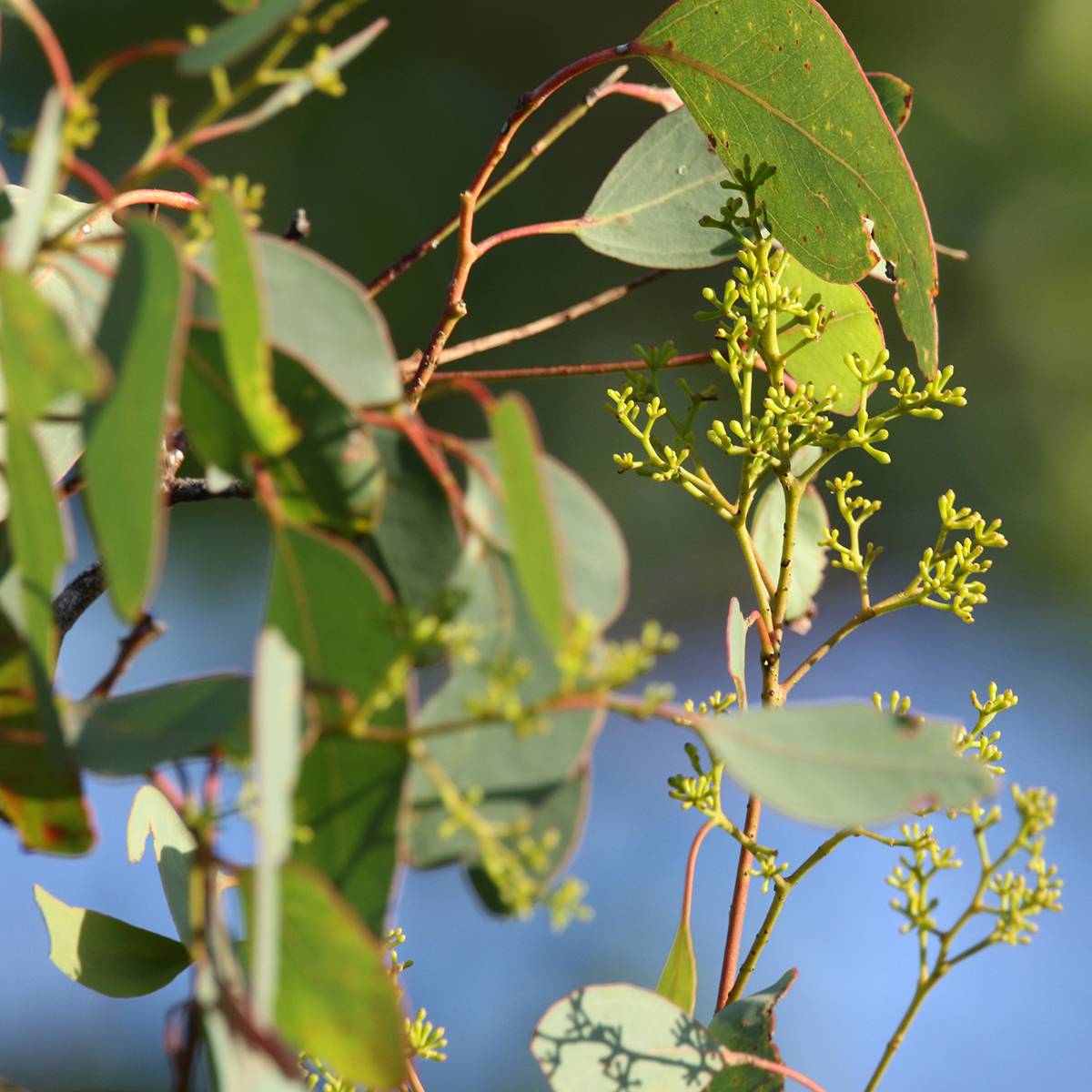Promesse de Fleurs - Eucalyptus polyanthemos - Gommier florifère Godet de 8/9 cm