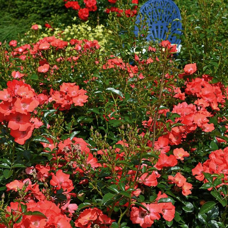 Rosier arbustif Decorosier® Isalia® 'Noat1804' à fleurs Orange - feuillage Caduc - Pot de 5L - 40/60 cm-  hauteur à maturité De 0,50 m à 1,00 m - Image 2