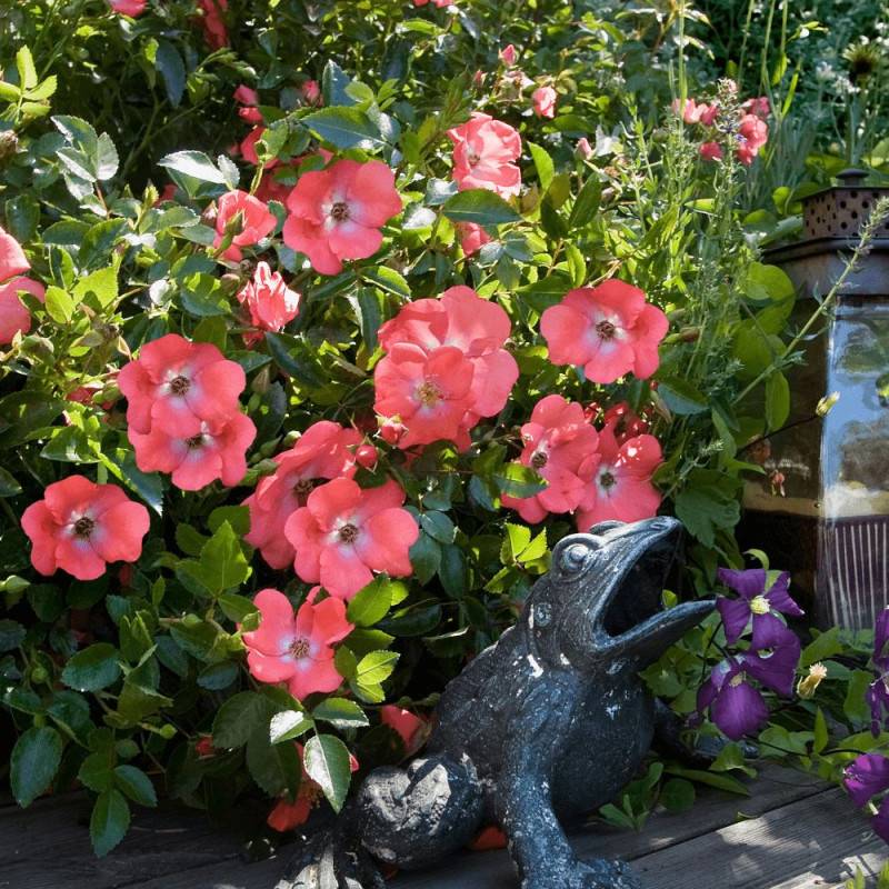 Rosier arbustif Decorosier® Isalia® 'Noat1804' à fleurs Orange - feuillage Caduc - Pot de 5L - 40/60 cm-  hauteur à maturité De 0,50 m à 1,00 m - Image 3