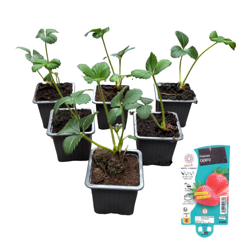 Fraisier gento, Lot de 6 godets 7cm