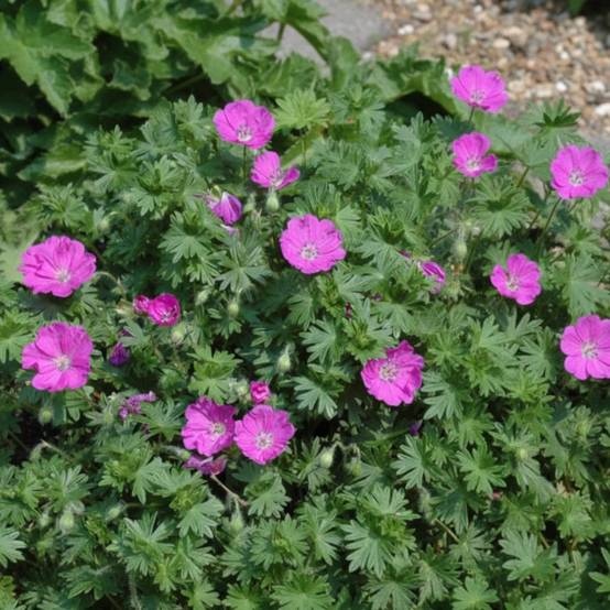 Géranium vivace Max Frei à fleurs Rose/ - feuillage Persistant - Godet