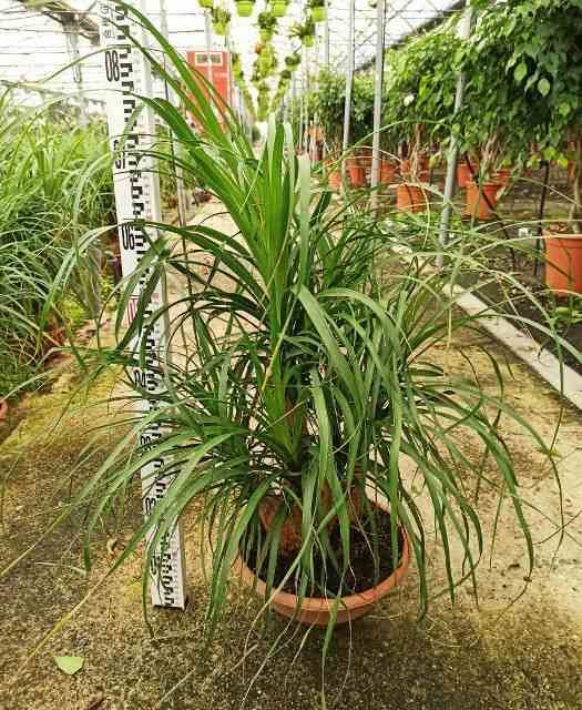 Sans Marque - Beaucarnea recurvata [syn. Nolina r.] Taille:Pot de 15L - 120/150cm - Image 2