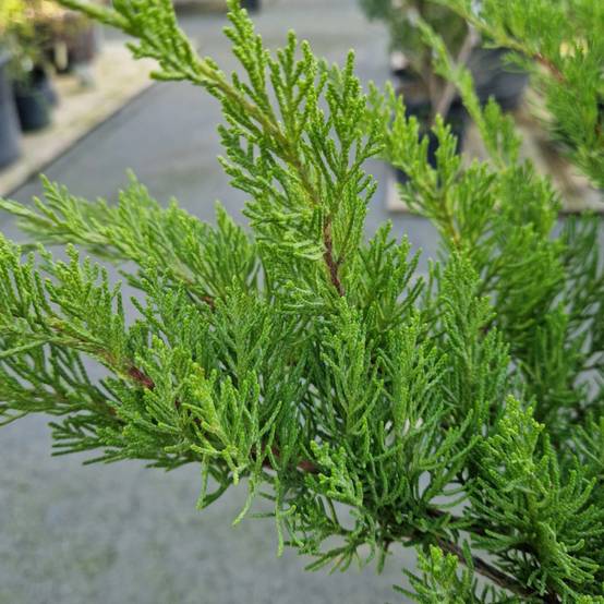 Genévrier Mint Julep, Juniperus - Godet - 5/20 cm - Image 8