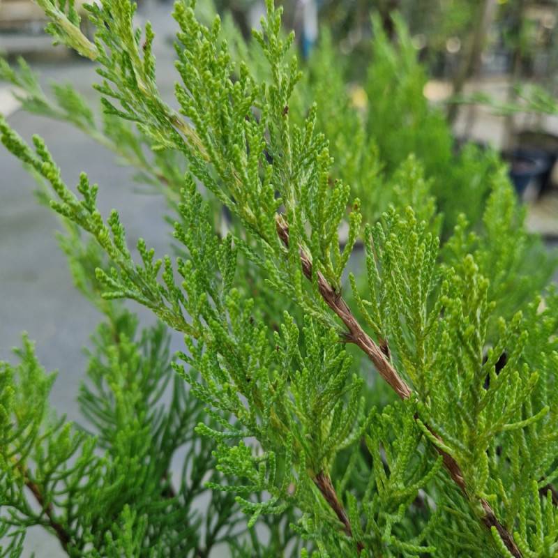 Genévrier Mint Julep, Juniperus - Godet - 5/20 cm - Image 6