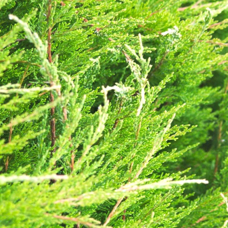 Genévrier Mint Julep, Juniperus - Godet - 5/20 cm - Image 4