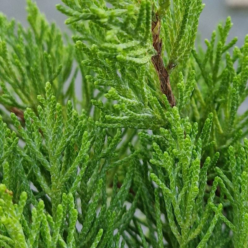 Genévrier Mint Julep, Juniperus - Godet - 5/20 cm - Image 7