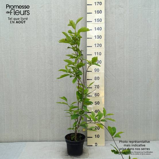 Promesse de Fleurs - Magnolia soulangeana Lennei Pot de 4L/5L - Image 2