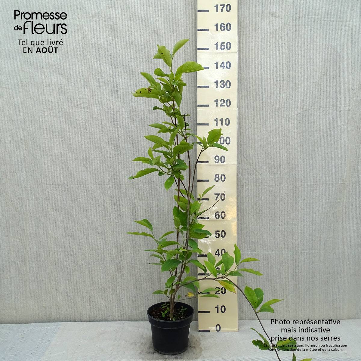 Promesse de Fleurs - Magnolia soulangeana Lennei Pot de 4L/5L - Image 2