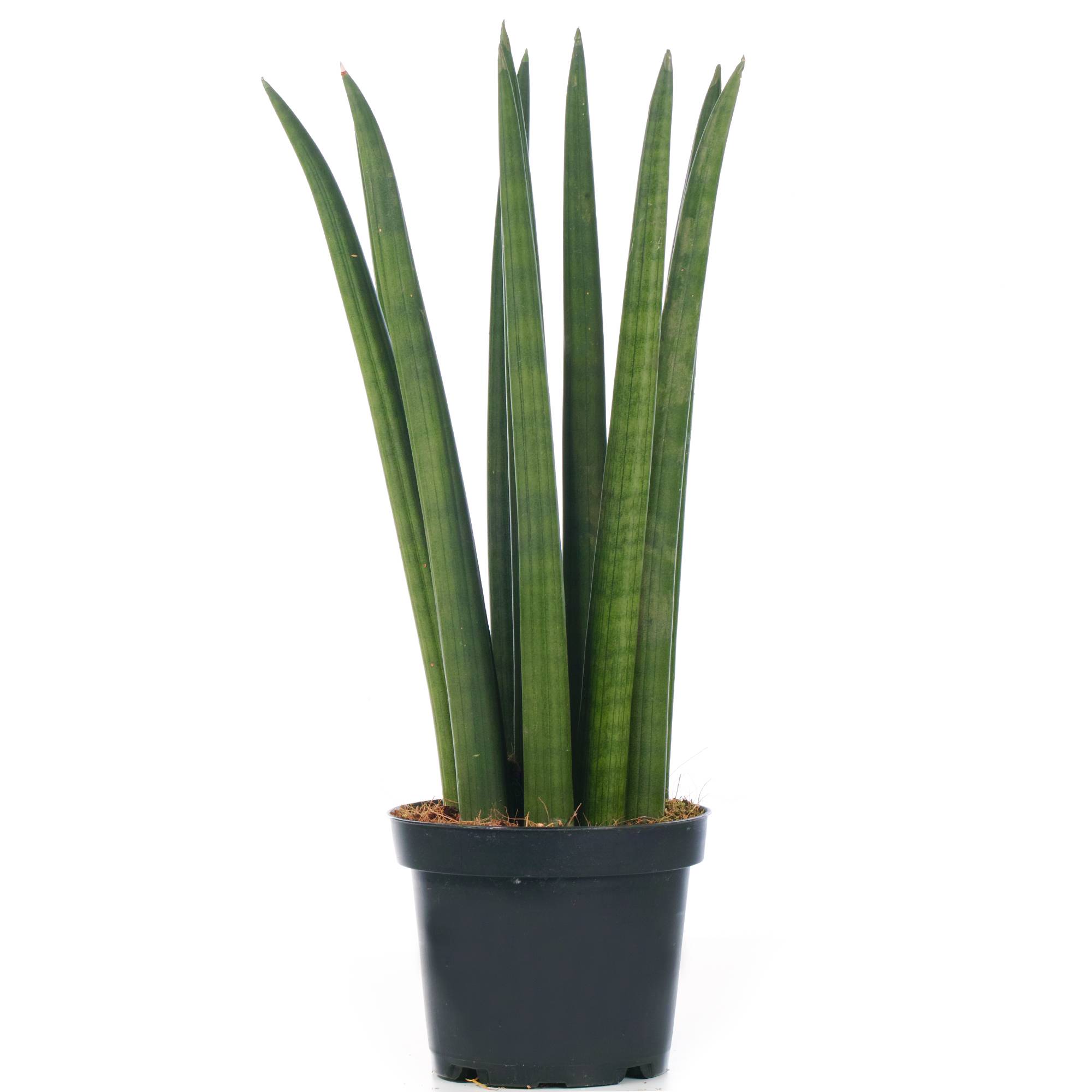 Gardenersdream - Sansevieria Cylindrica Spaghetti Plante D'Intérieur De Qualité Supérieur De 30 À 40 Cm Pot Inclus - GardenersDream - Image 2