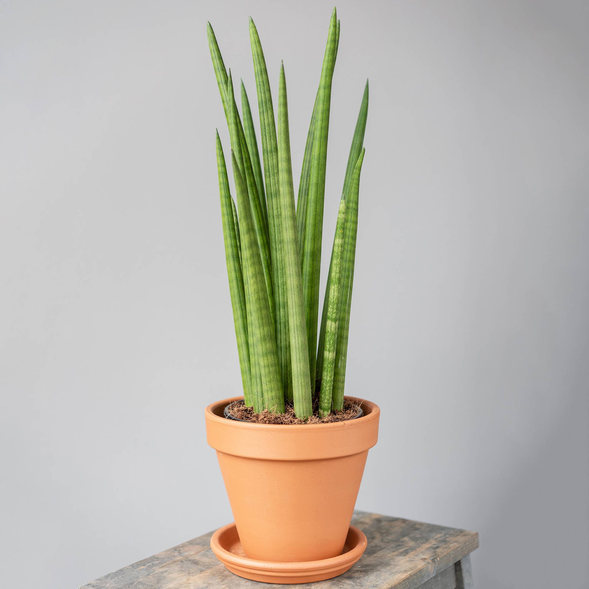 Gardenersdream - Sansevieria Cylindrica Spaghetti Plante D'Intérieur De Qualité Supérieur De 30 À 40 Cm Pot Inclus - GardenersDream - Image 1