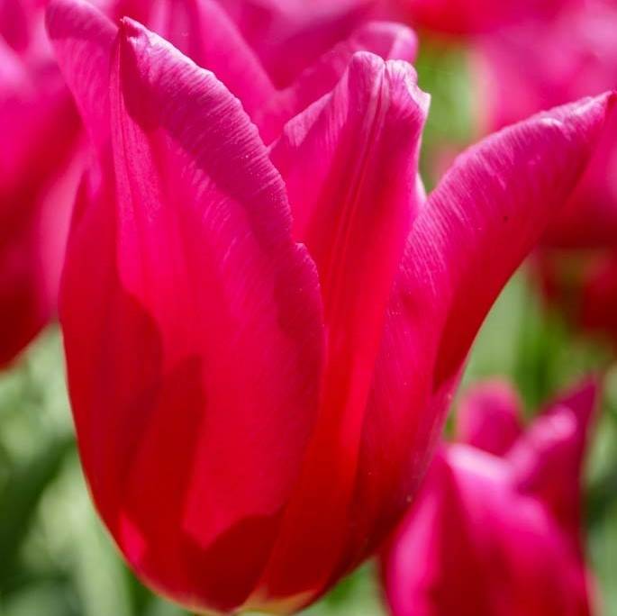 Promesse de Fleurs - Tulipe Fleur de Lis Marietta Bulbe calibre 12+ (par 10) - Image 2