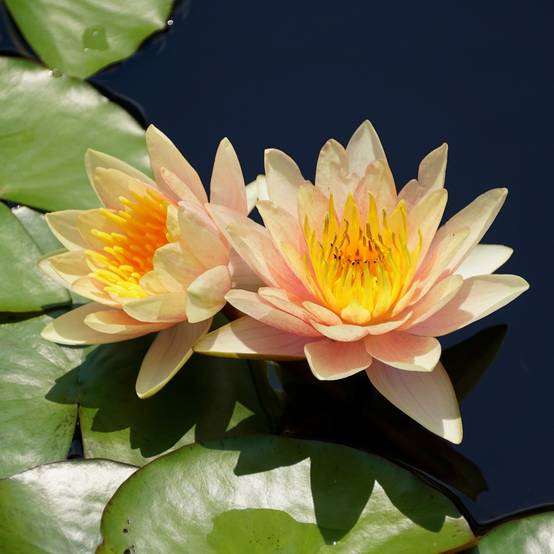 Nénuphar nain orange - Nymphaea - Image 3