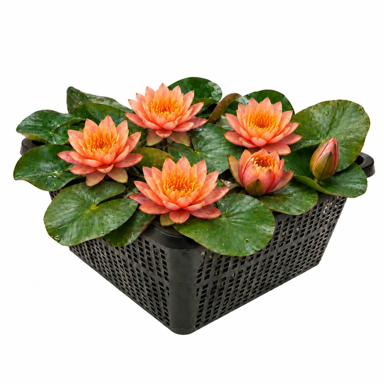 Nénuphar nain orange - Nymphaea - Image 1
