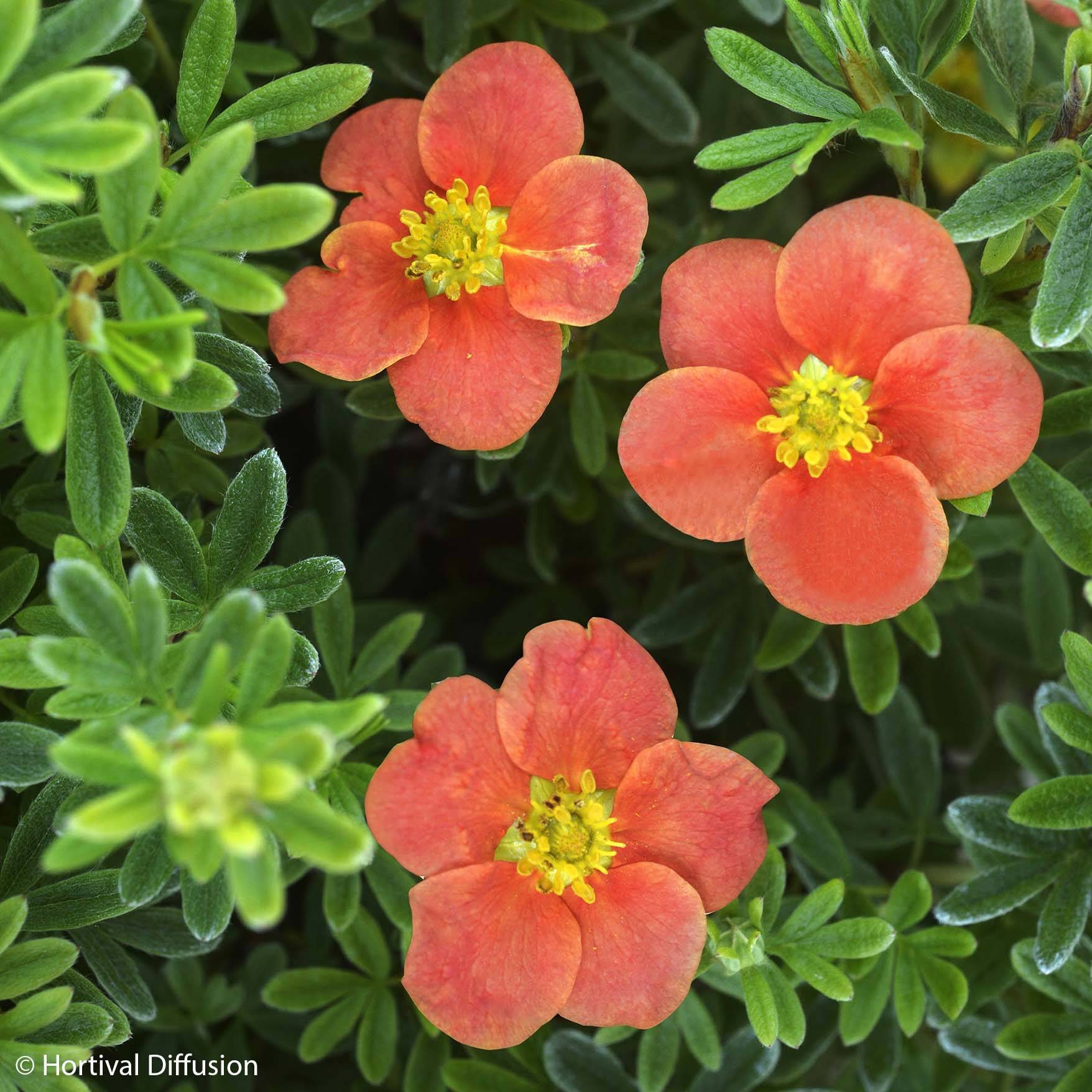 Potentille arbustive - Potentilla fruticosa Red'issima Pot de 4L/5L - Image 1