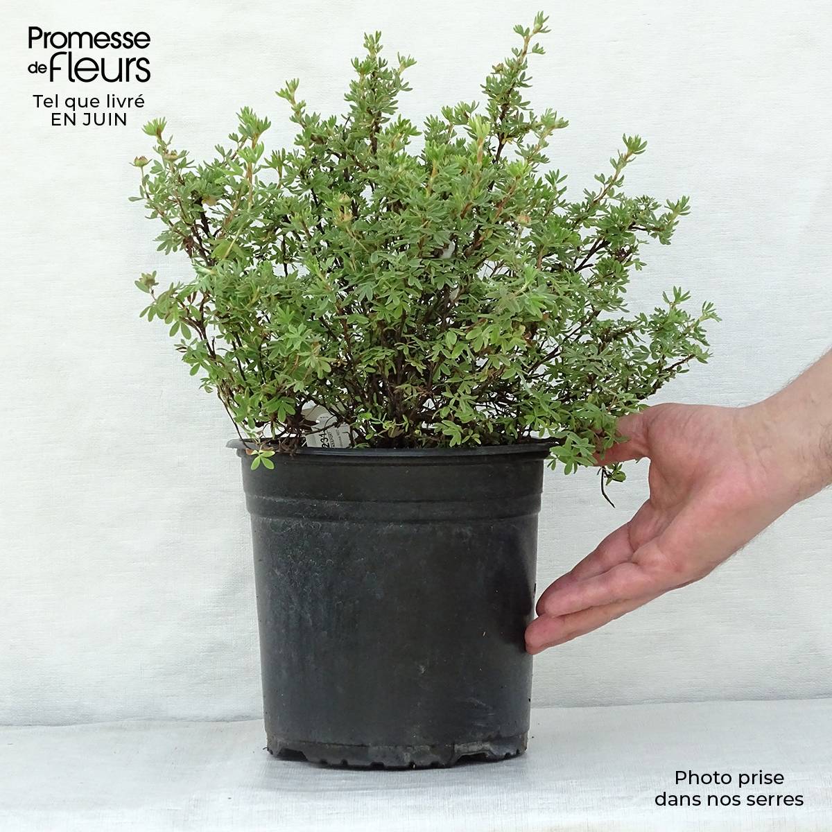Potentille arbustive - Potentilla fruticosa Red'issima Pot de 4L/5L - Image 2