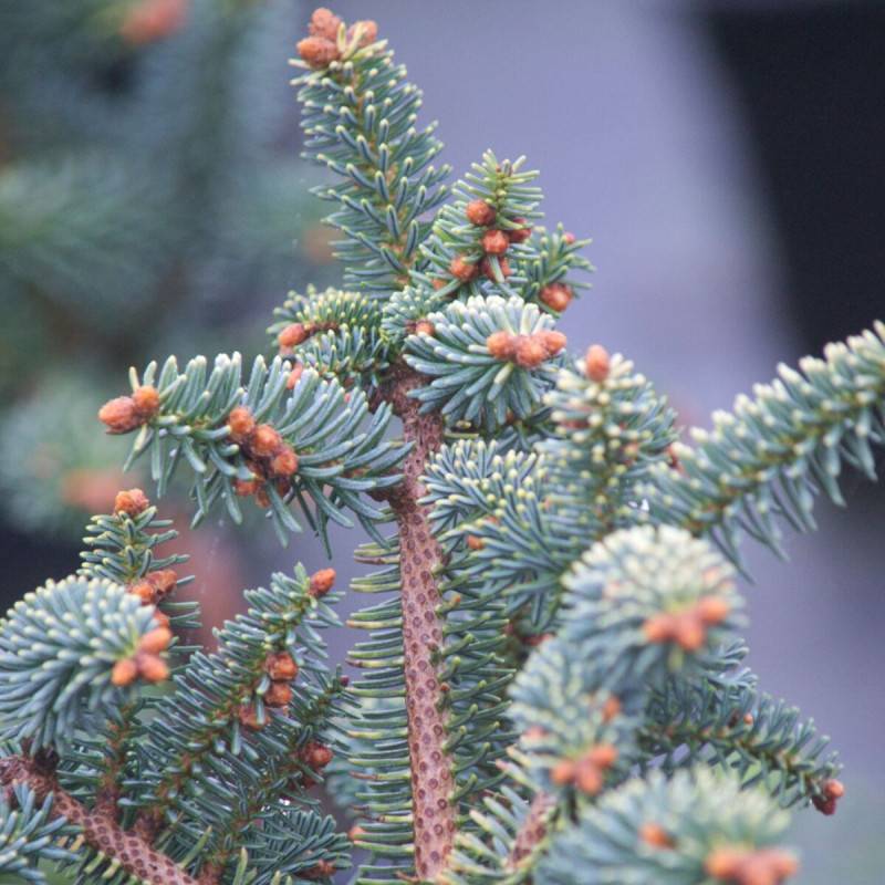 Sapin d'Andalousie doré, Abies pinsapo - Pot de 3L - 20/40 cm - Image 5