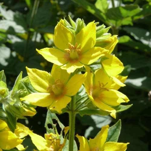 Promesse de Fleurs - Lysimachia vulgaris - Lysimaque commune Godet de 8/9 cm - Image 2