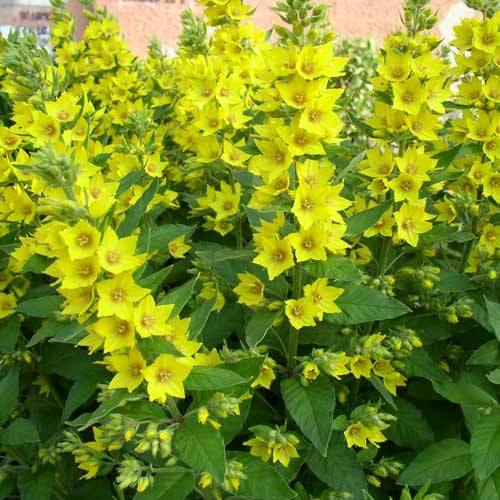 Promesse de Fleurs - Lysimachia vulgaris - Lysimaque commune  Godet de 8/9 cm