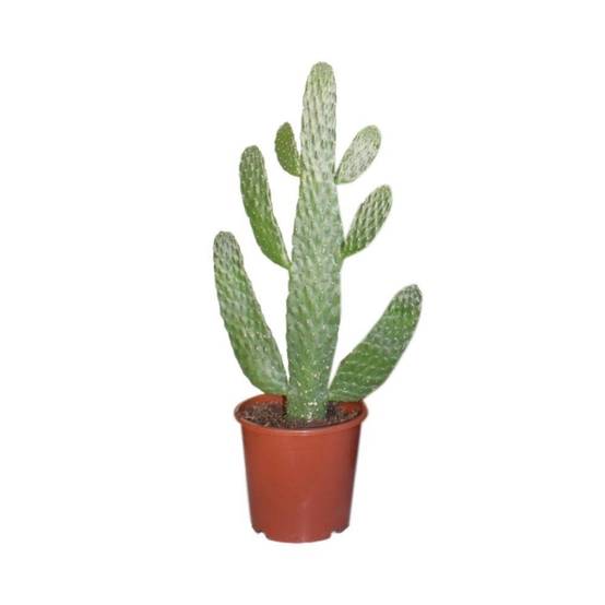 Opuntia Consolea 55cm - Plante d'intérieur- La Green Touch - Image 3