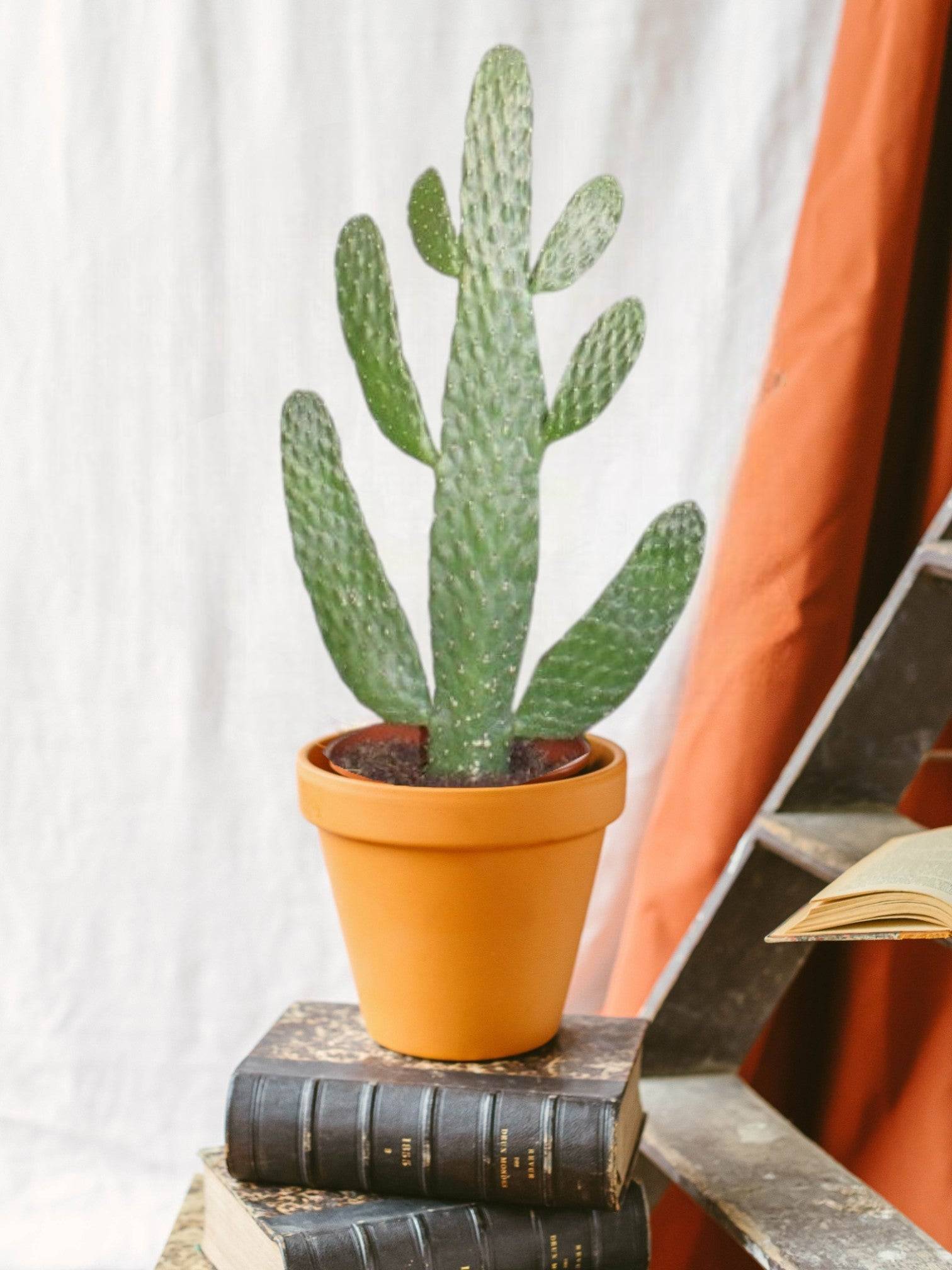 Opuntia Consolea 55cm - Plante d'intérieur- La Green Touch - Image 2