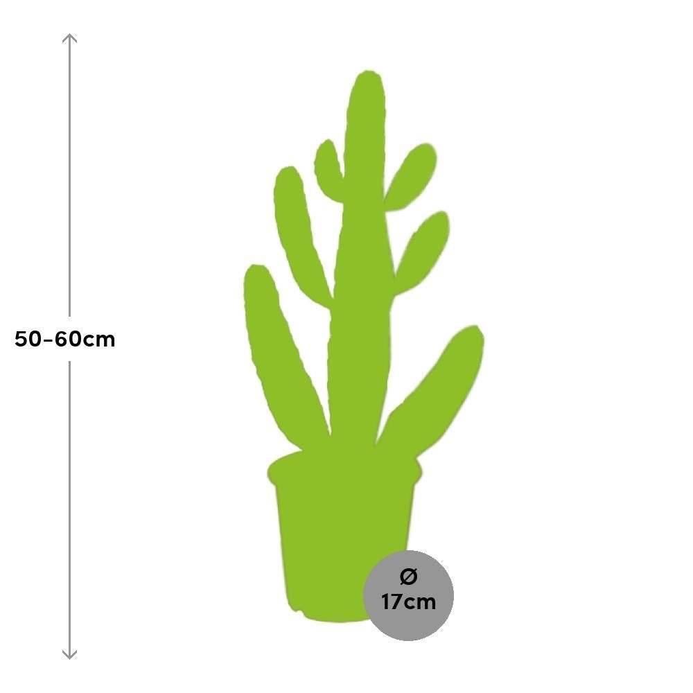 Opuntia Consolea 55cm - Plante d'intérieur- La Green Touch - Image 4
