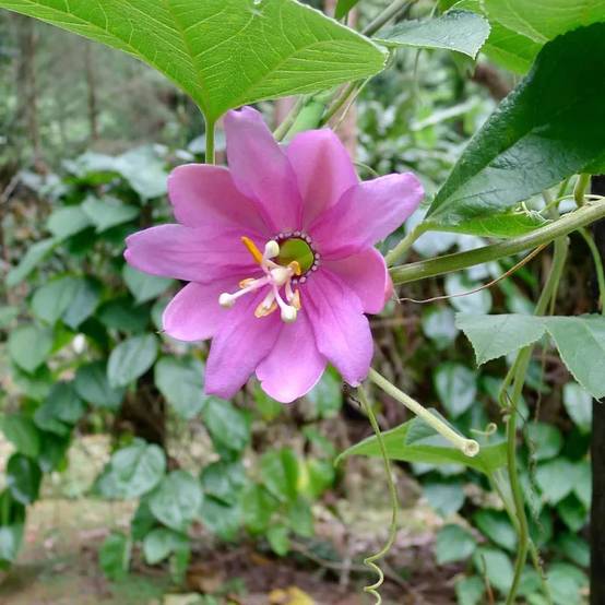 Passiflore banane Mollissima à fleurs Rose - feuillage Caduc - Pot de 1,5L - Tuteur bambou 30/60 cm- hauteur à maturité De 2,50 m à 3,00 m - Image 1