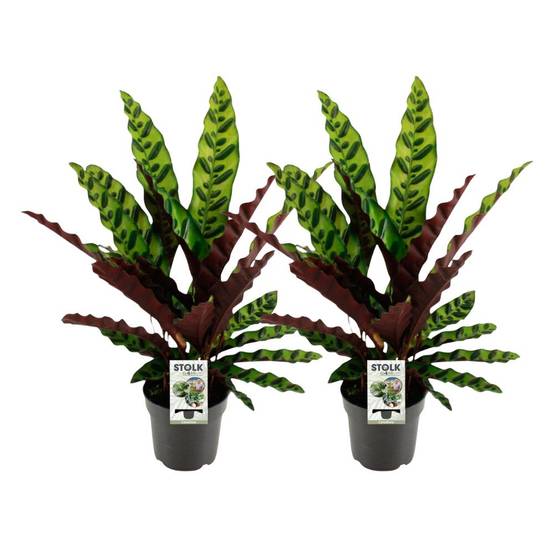 Calathea Lancifolia Insignis - H45cm