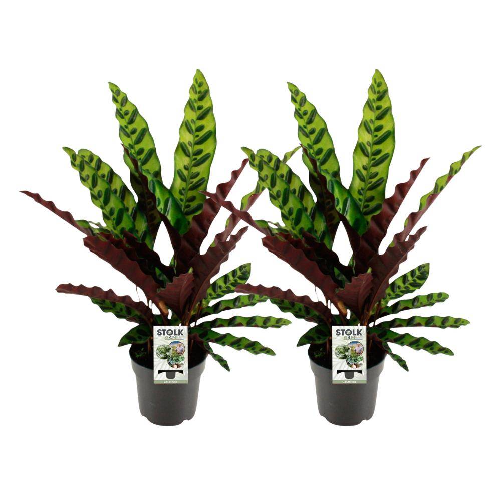 Calathea Lancifolia Insignis - H45cm