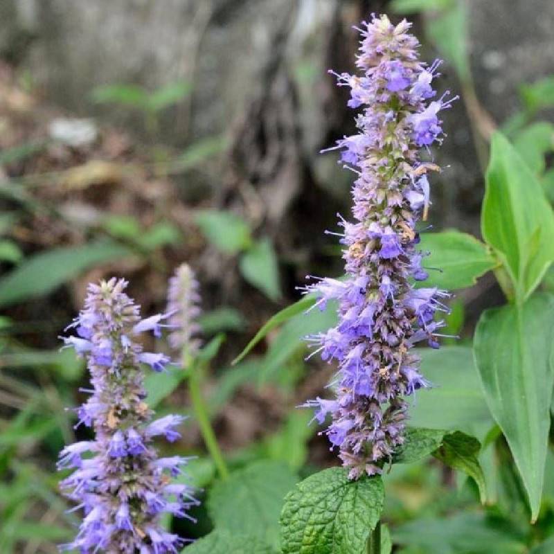 Menthe Coréenne à fleurs Bleue - feuillage Caduc - Godet - 5/20 cm-  hauteur à maturité De 0,15 m à 0,50 m - Image 4