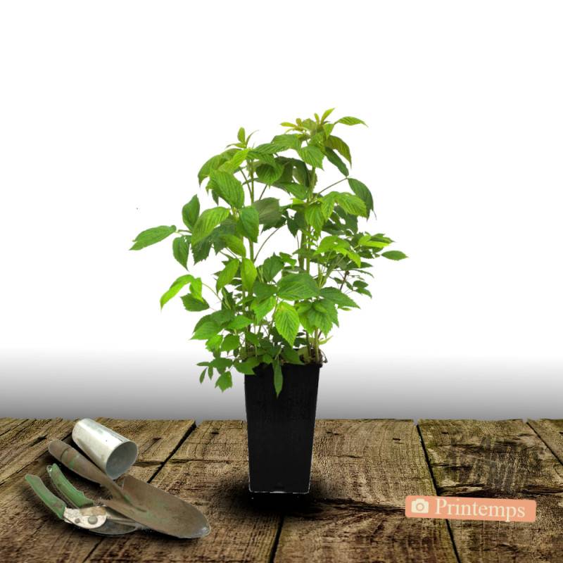 Framboisier Golden Bliss® - Moyen rendement - Pot de 2L - 30/60 cm - De 1,00 m à 1,50 m - Image 4