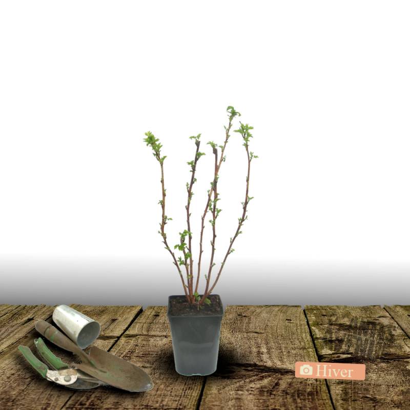 Framboisier Golden Bliss® - Moyen rendement - Pot de 2L - 30/60 cm - De 1,00 m à 1,50 m - Image 5