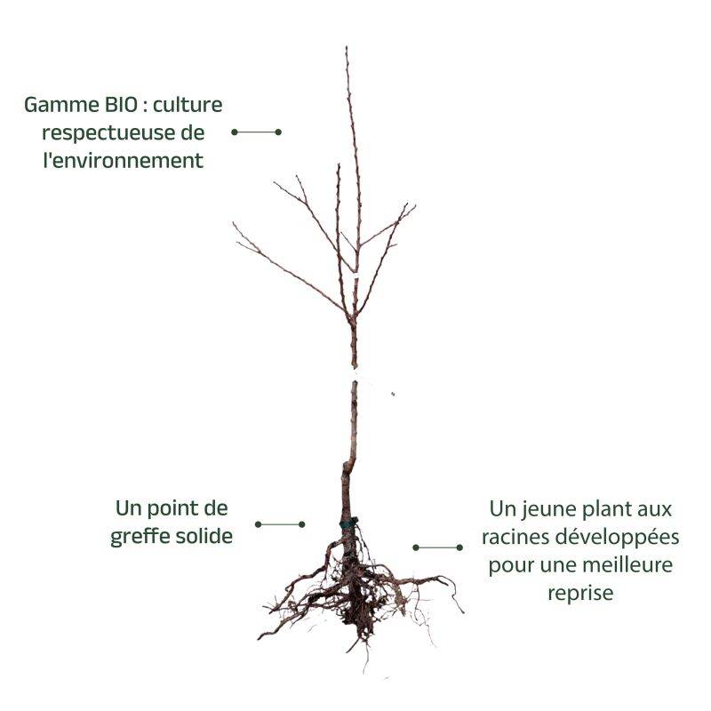 Abricotier 'Pêche de Nancy' BIO (Prunus armeniaca 'Pêche de Nancy') - Scion de 80 à 100cm - Pépinières Naudet - Image 3