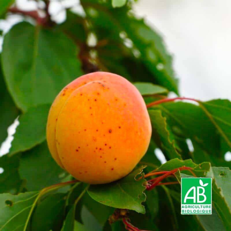 Abricotier 'Pêche de Nancy' BIO (Prunus armeniaca 'Pêche de Nancy') - Scion de 80 à 100cm - Pépinières Naudet - Image 1
