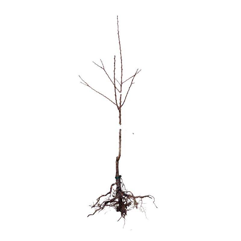 Abricotier 'Pêche de Nancy' BIO (Prunus armeniaca 'Pêche de Nancy') - Scion de 80 à 100cm - Pépinières Naudet - Image 2