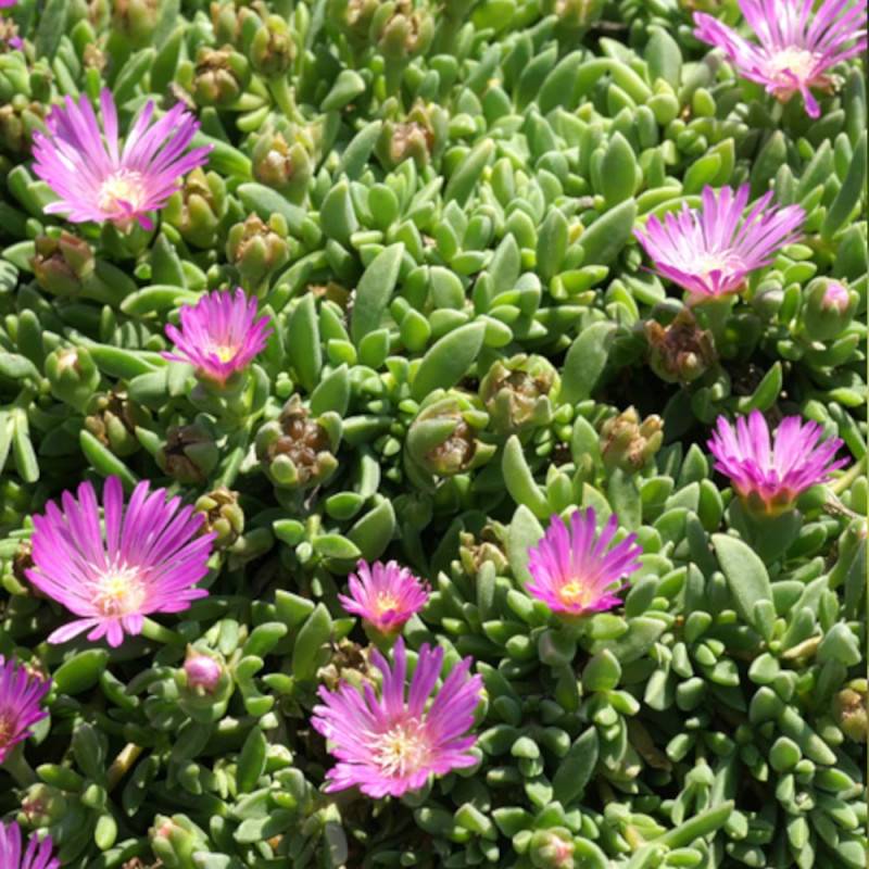 Delosperma ashtonii, Pourpier vivace à fleurs Rose - feuillage Persistant - Godet - 5/20 cm-  hauteur à maturité De 0,15 m à 0,50 m - Image 1