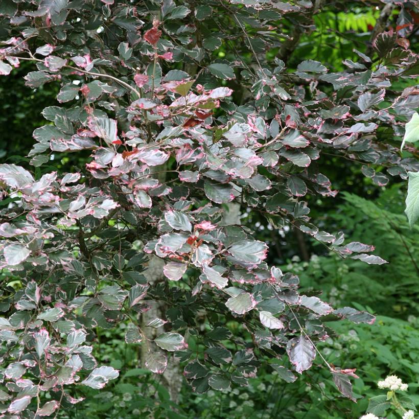 Promesse de Fleurs - Hêtre pourpre panaché - Fagus sylvatica Purpurea Tricolor Pot de 6L/7L