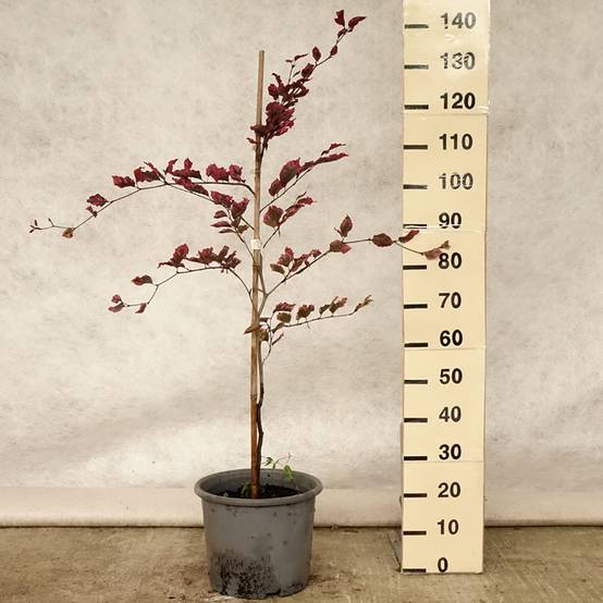Hêtre pourpre panaché - Fagus sylvatica Purpurea Tricolor Pot de 6L/7L - Image 2