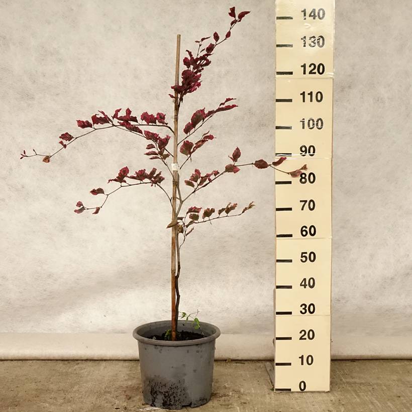 Hêtre pourpre panaché - Fagus sylvatica Purpurea Tricolor Pot de 6L/7L - Image 2