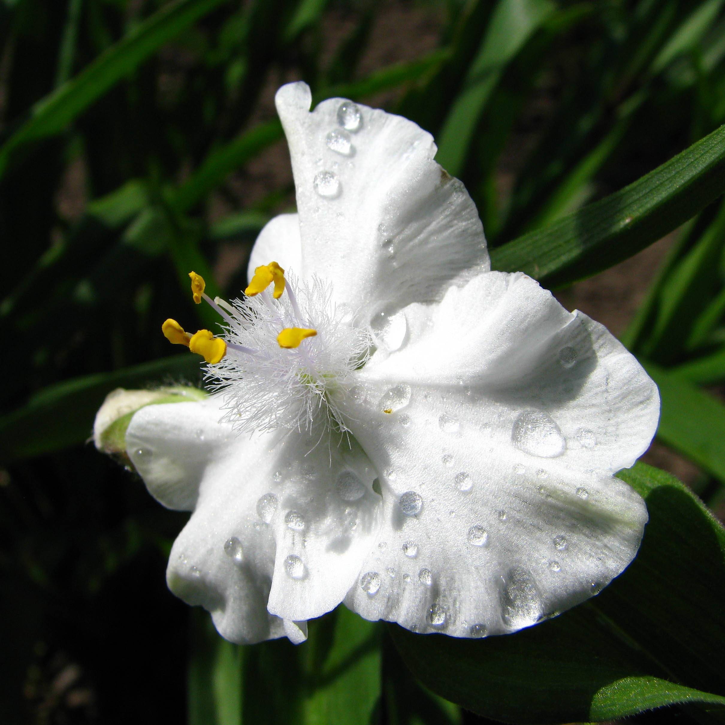 Promesse de Fleurs - Ephémère de Virginie - Tradescantia x andersoniana Innocence  Godet de 8/9 cm