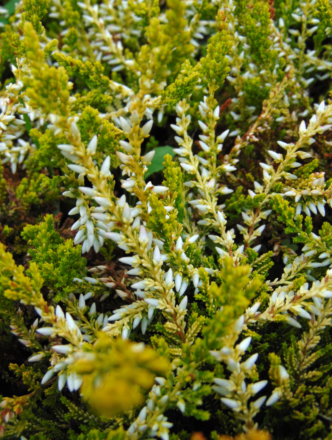Promesse de Fleurs - Bruyère d'été - Calluna vulgaris Sandy  Pot de 2L/3L