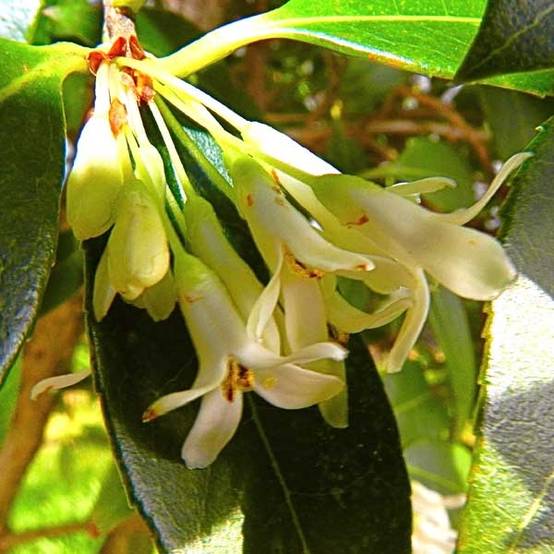 Osmanthus burkwoodii Pot de 2L/3L - Image 1