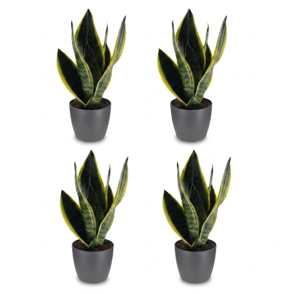 La Green Touch - Sansevieria Future Superb - Langue de belle-mère - Lot de 4 plantes - Avec cache-pot gris - Pot Ø12 cm, H 35 cm - Image 2