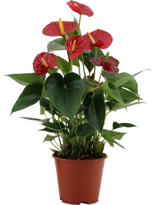 Anthurium Success Rouge In Transparant Sleeve - D14 H43cm